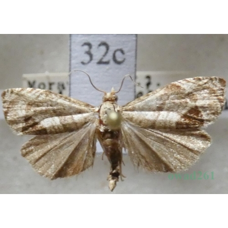 Notocelia uddmanniana (Linnaeus, 1758) Czech32c